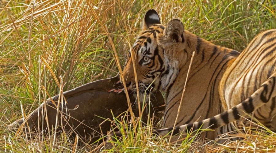 Do Tigers Eat Turtles?