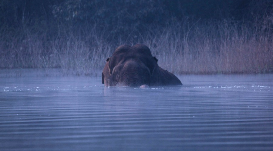 River Tern Lodge: On The Banks Of Bhadra