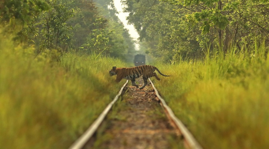 The Alarming Rise Of Wildlife Deaths On Indian Railway Lines