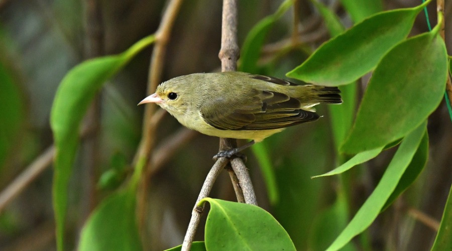 The Flowerpecker Outside My Balcony