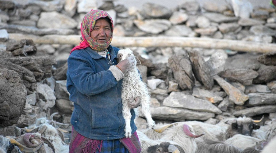 Lessons In Conservation From The Shepherds Of Changthang