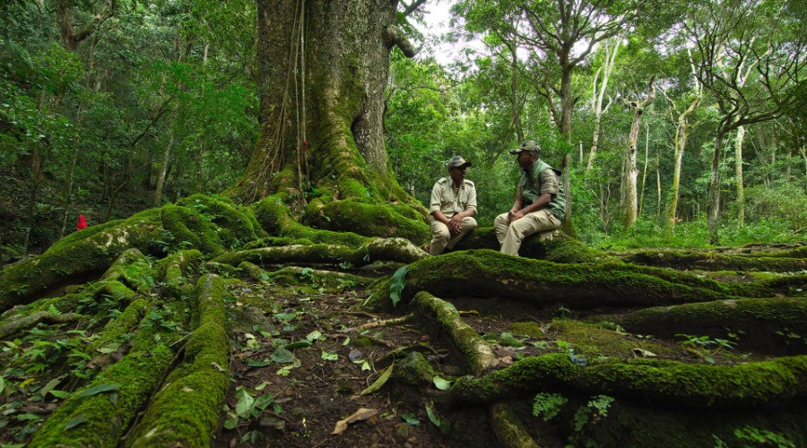Celebrating The Forests Of Karnataka