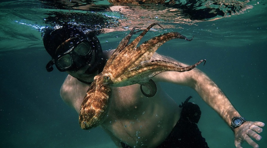 My Octopus Teacher: Conversations with Craig Foster & Pippa Ehrlich