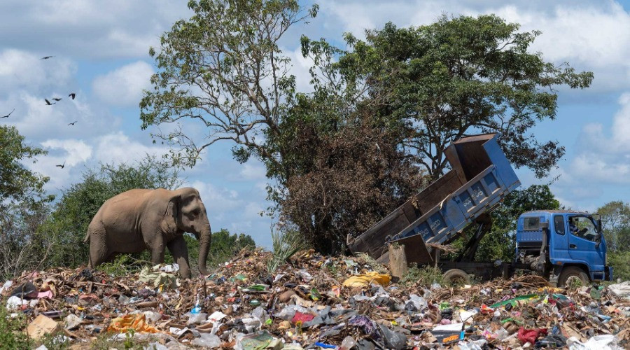 The Trash-Foraging Elephants Of Sri Lanka