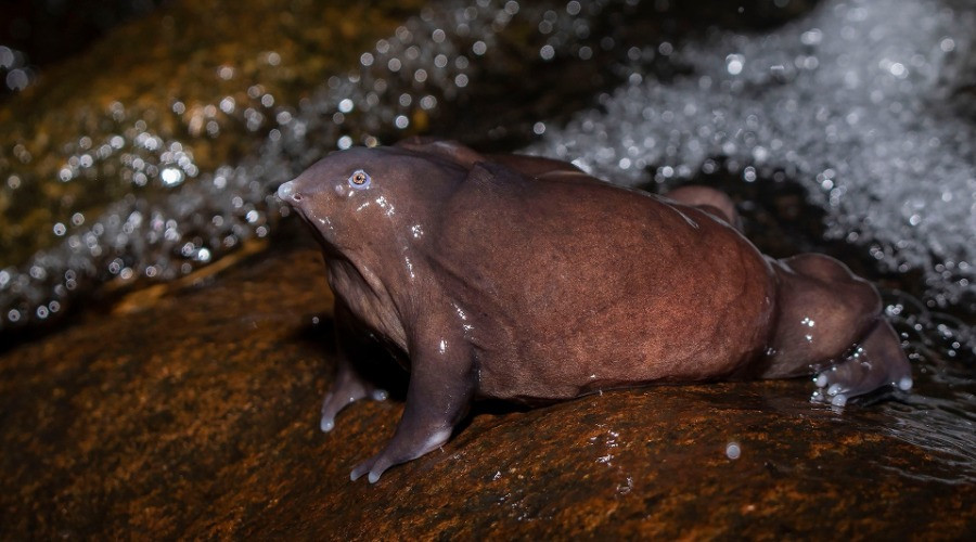 The Purple Frog's Race Against Time