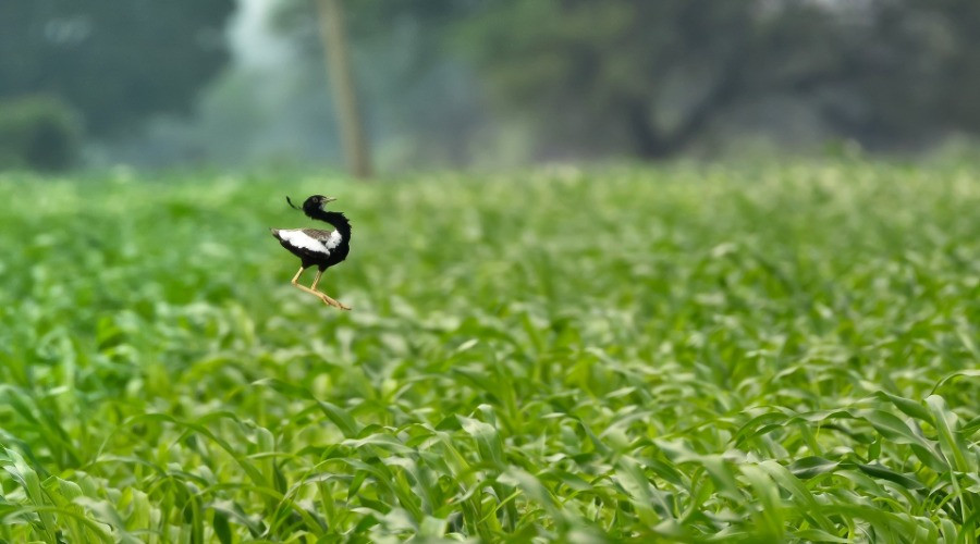 The Last Stronghold Of The Lesser Florican