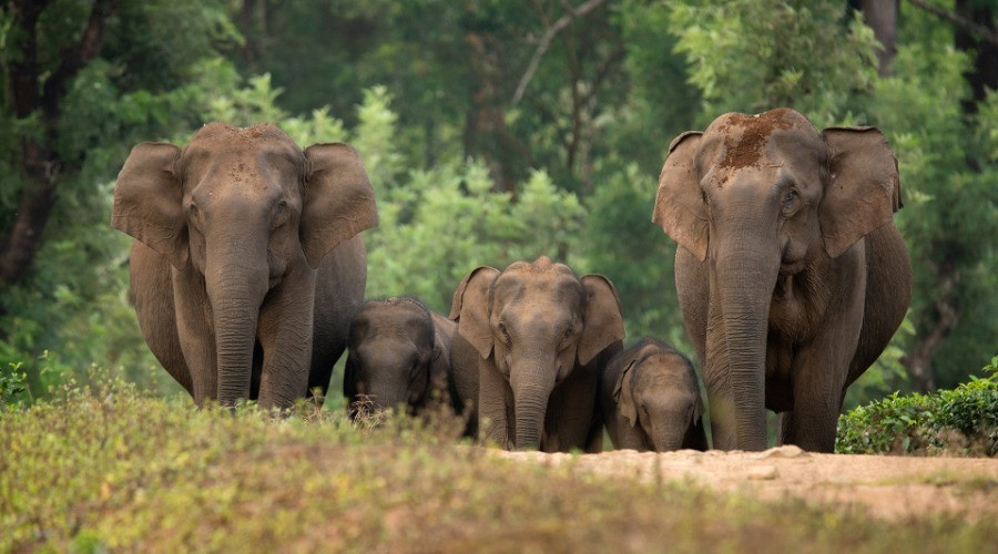 Sharing A Home With The Gentle Giants
