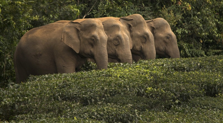10 Things You Need To Know About Indian Elephants