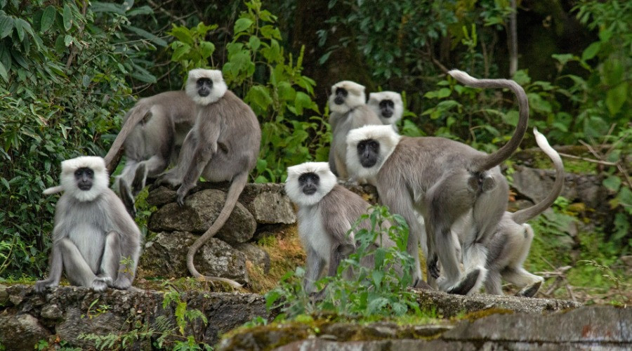 The Himalayan Langur's Battle For Survival