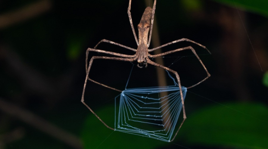 The Extraordinary Tricks Of Spiders