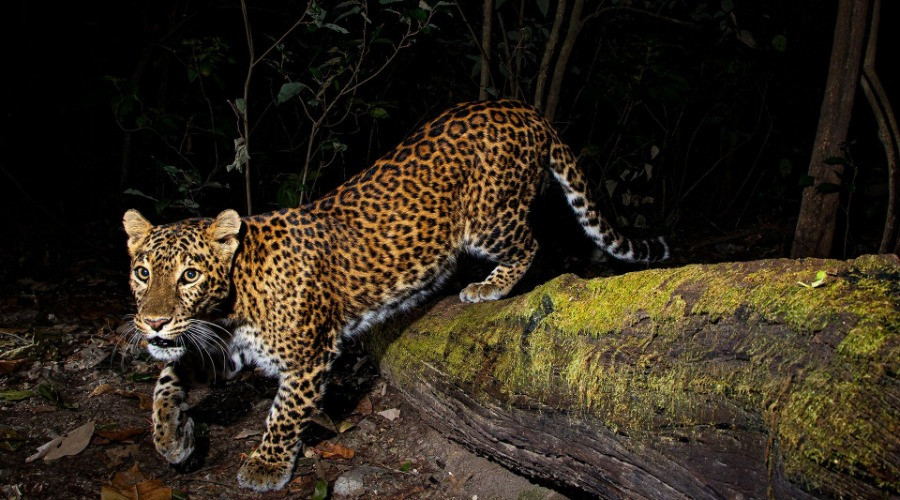 Jamoon: Corbett's Hidden Treasure