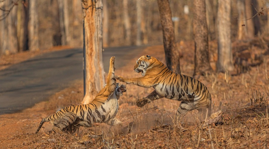 Tadoba Through My Lens