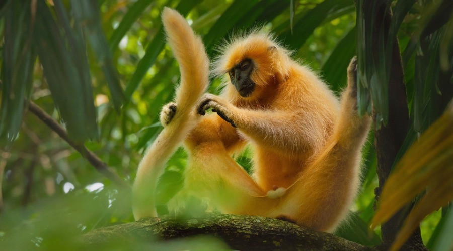 Seven Of India's Primate Species Are In Danger