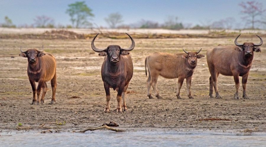 The Wild Water Buffalo Population In Assam Is Under Threat