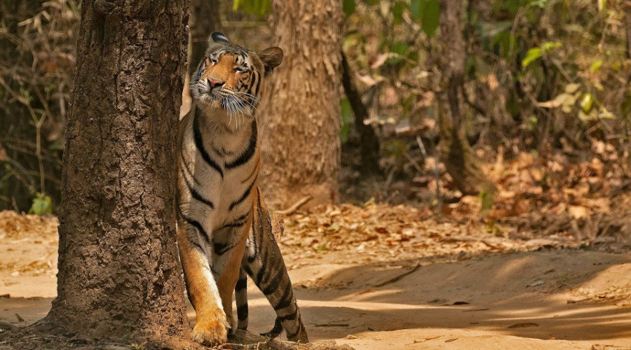 Kanha National Park