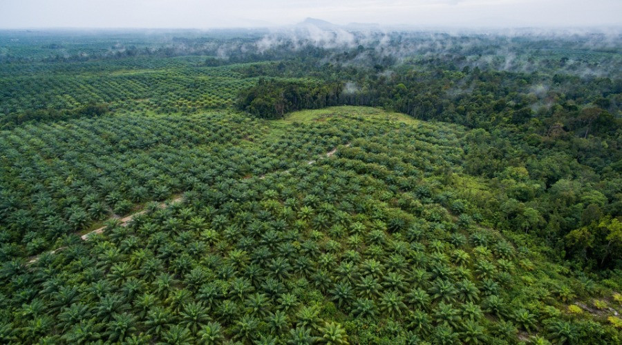 India's Push For Oil Palm Cultivation Despite Environmental And Economic Concerns