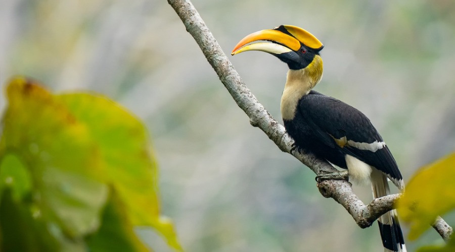 10 Things You Need To Know About Hornbills