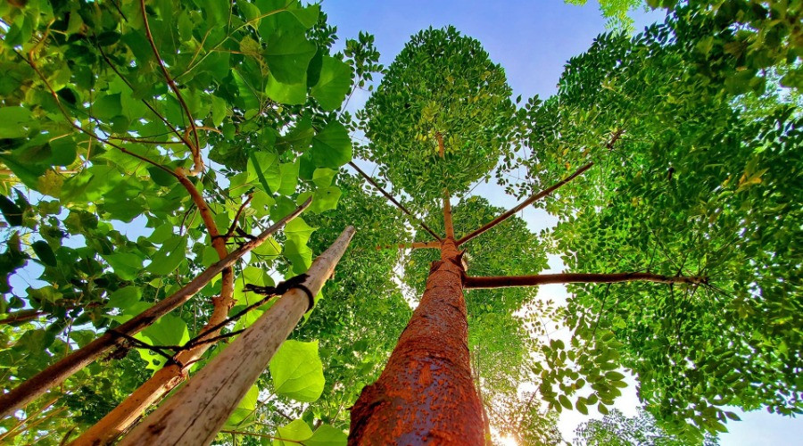 Can We Grow Urban Forests?