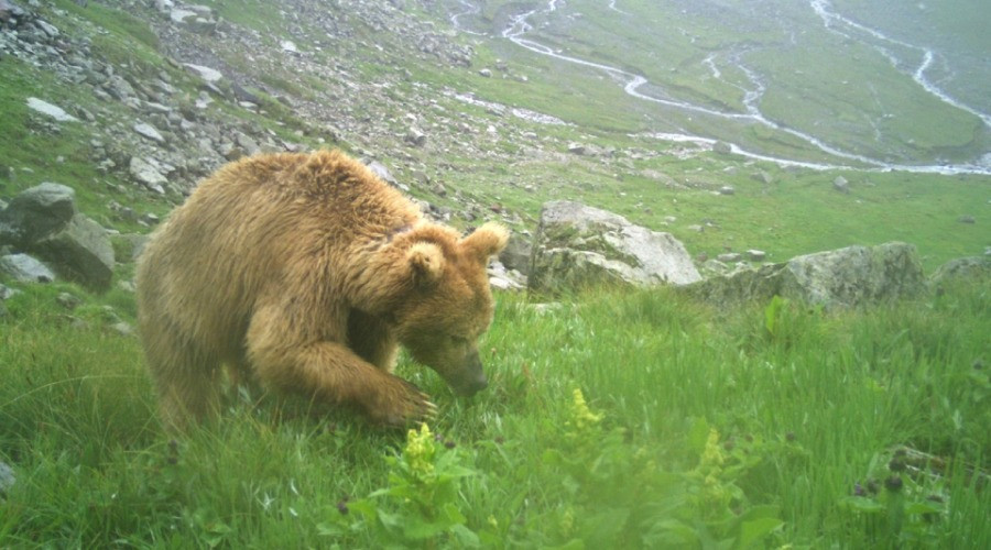 My Unexpected Encounter With A Himalayan Brown Bear