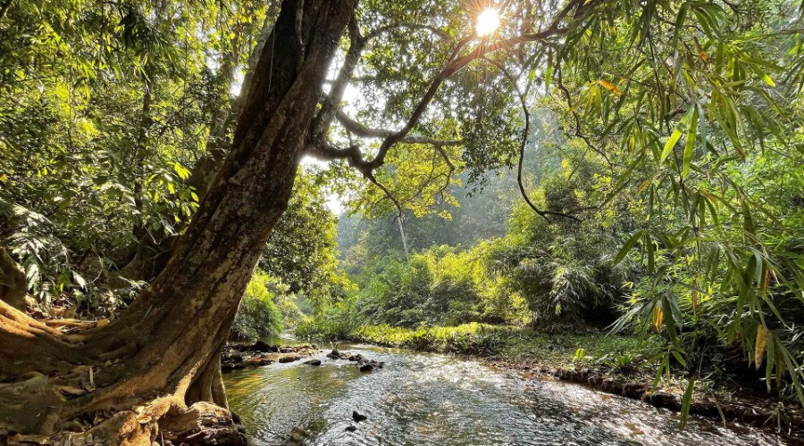 Caring For A Rainforest