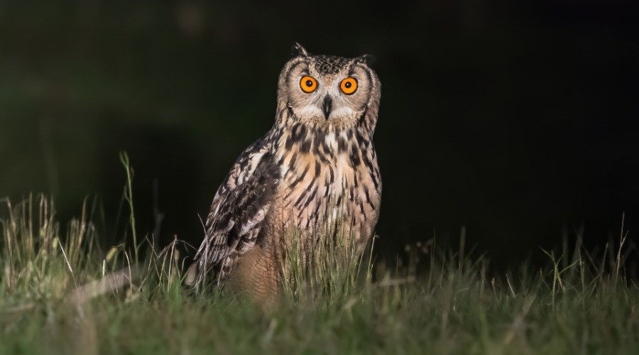 On The Trail Of The Indian Eagle-Owl