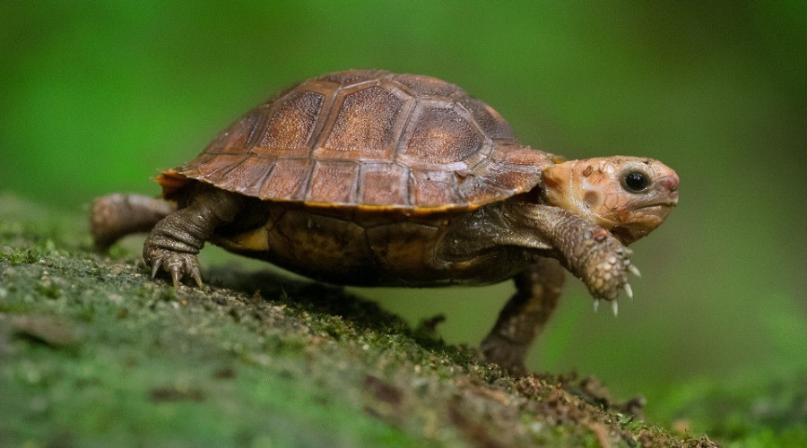 Help! I found a turtle.