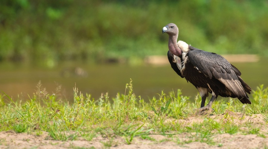 Bagan Bazar's Endangered Vultures