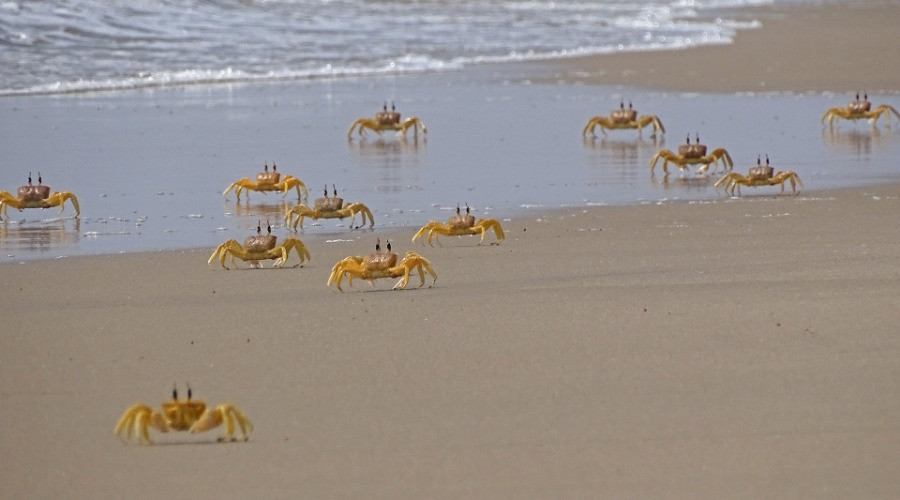 Take A Stroll On The Beach And Contribute To Science
