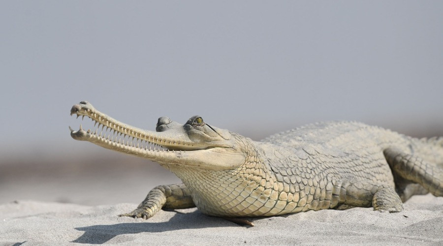 The Crocodiles Of India
