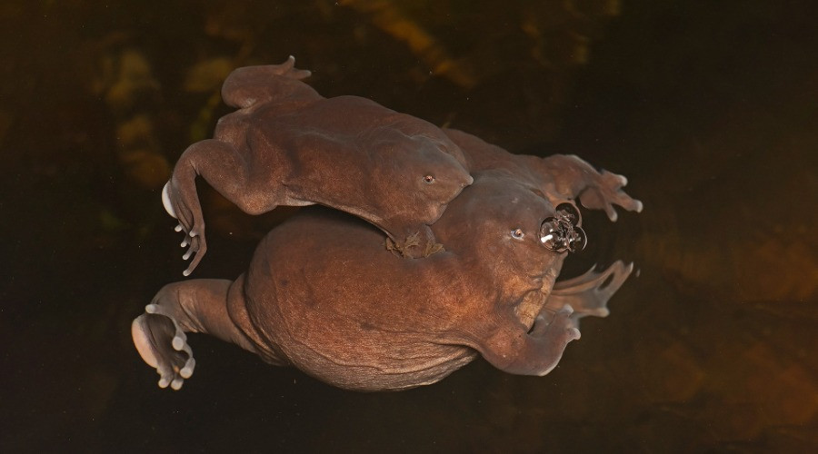 Protecting The Mysterious Purple Frog