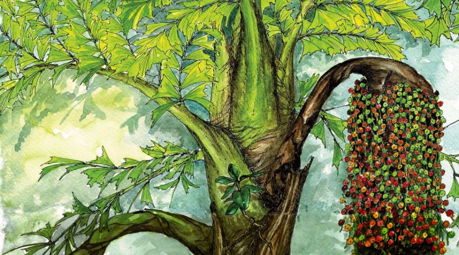 The Secret Life Of Canopies - The Fishtail Palm