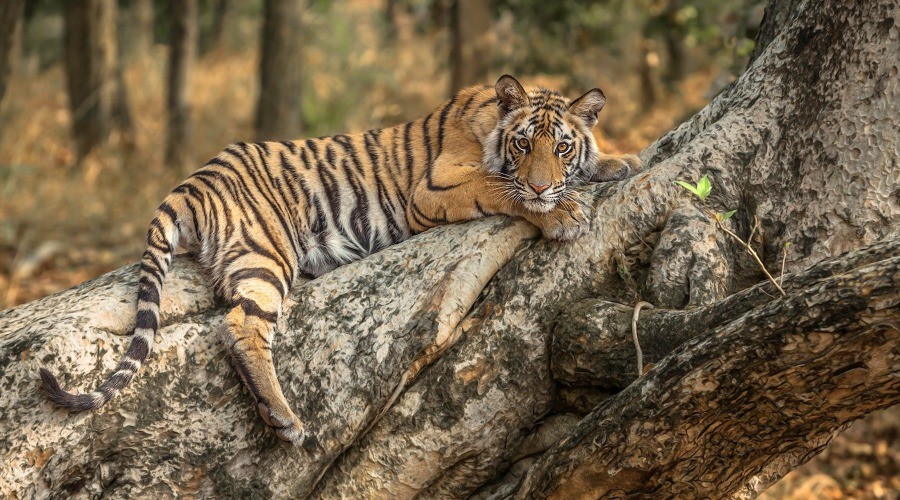 Bandhavgarh