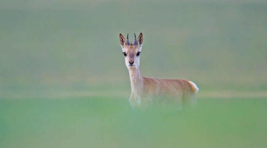 Mind And Frame: Photographing A Rare Species