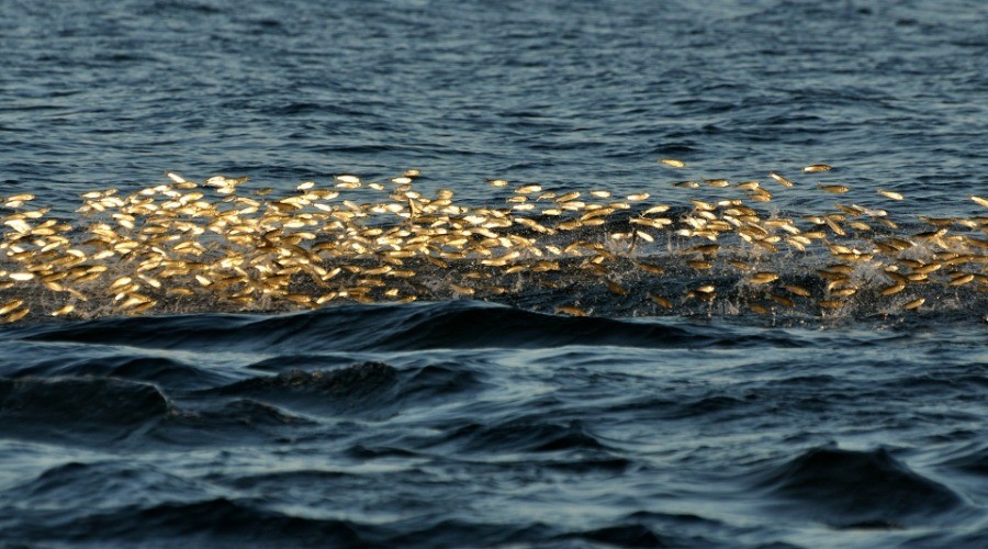 Why Must We Protect Our Oceans?