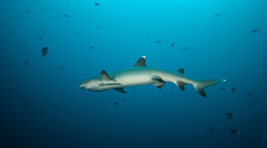 The Sharks In Our Oceans