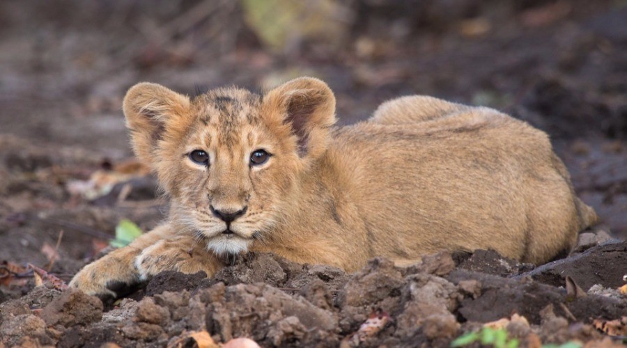 Gir Forest National Park