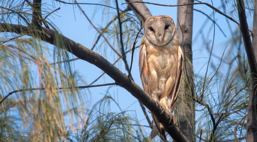 Owl Away!