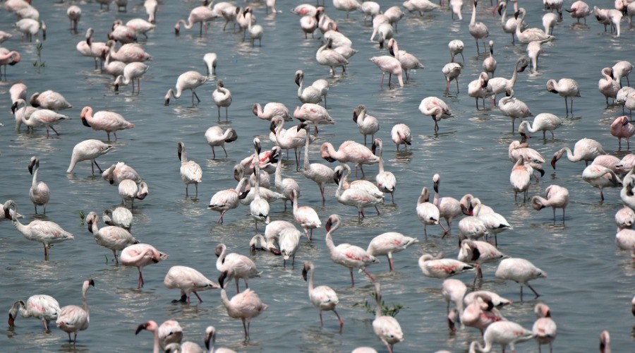 Top 10 Places To Go Birdwatching—Mumbai