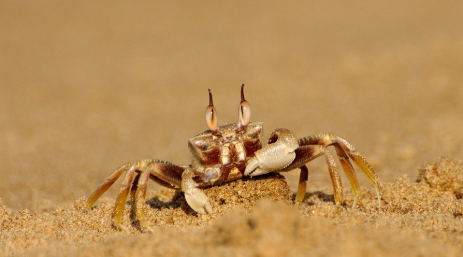 Crabs of Karwar