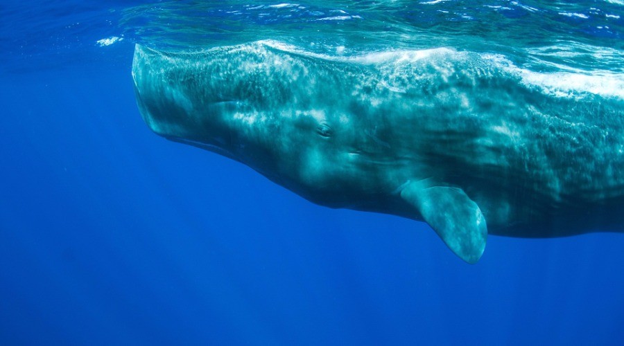 Stranded In The Shallows