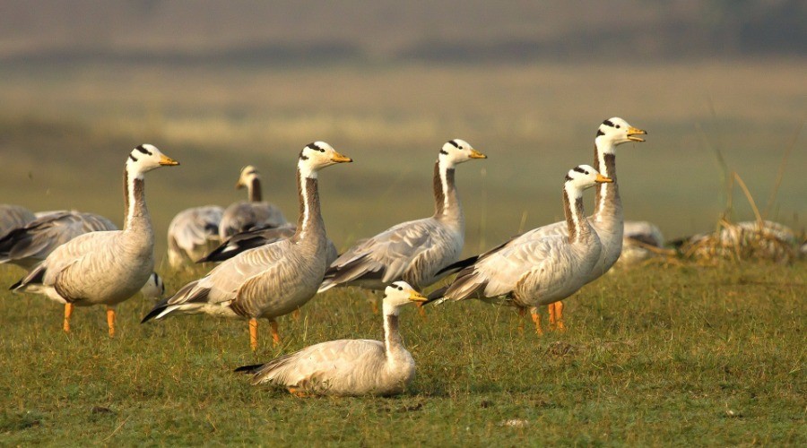 Top 8 Places To Go Birdwatching—Nagpur