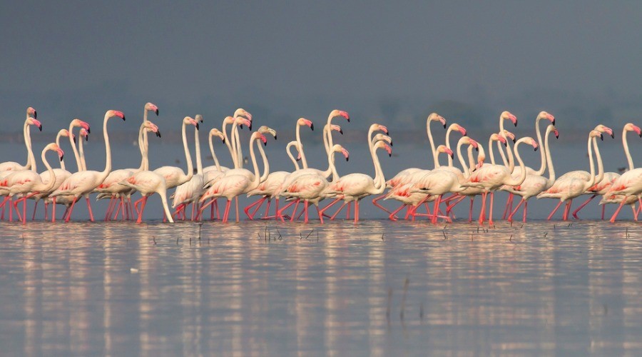 Top 10 Places To Go Birdwatching—Pune