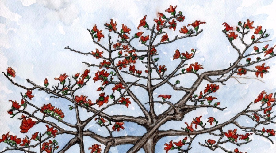 The Secret Life Of Canopies - The Red Silk-Cotton Tree