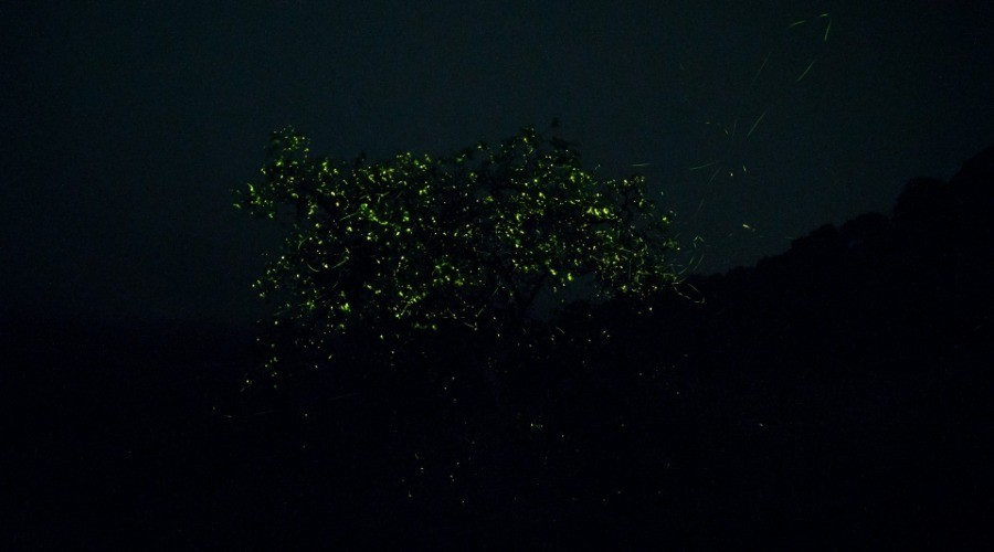 The Flight Of The Fireflies