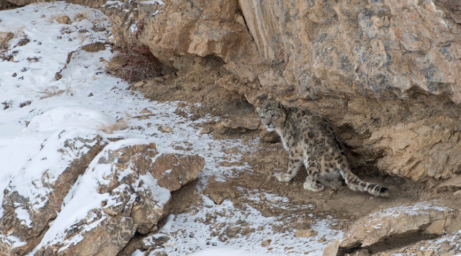 The Grey Ghost Of The Himalayas