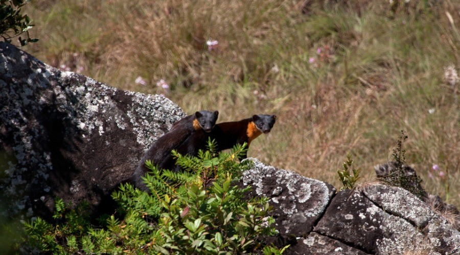 The ‘Mara Naai’ Of The Nilgiris