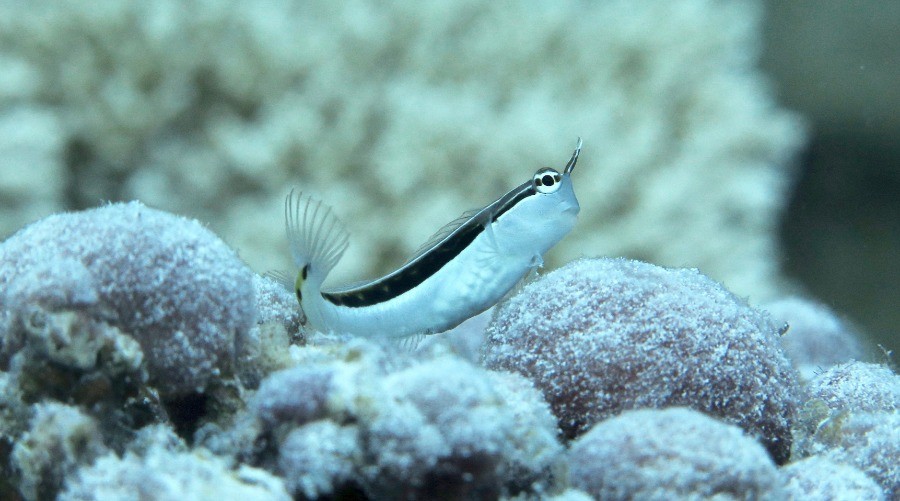 Life In The Undercoral