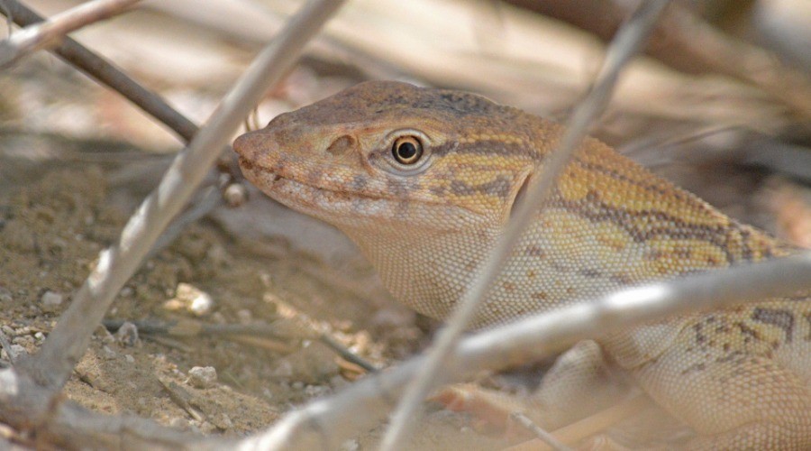 Desert Monitor