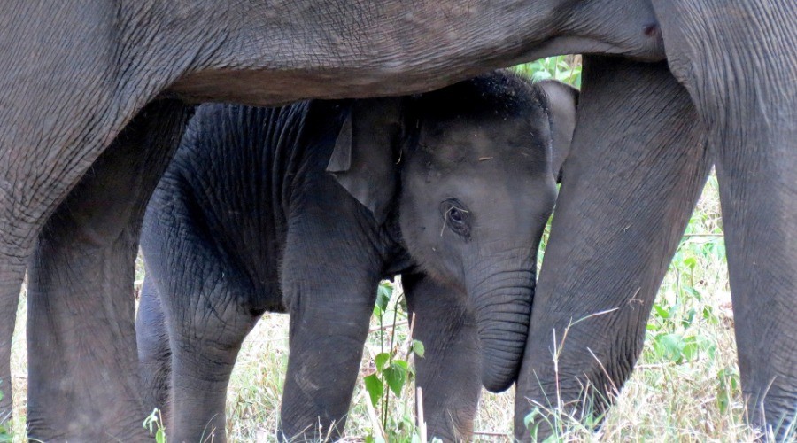 Bearing Witness To The Maternal Bond