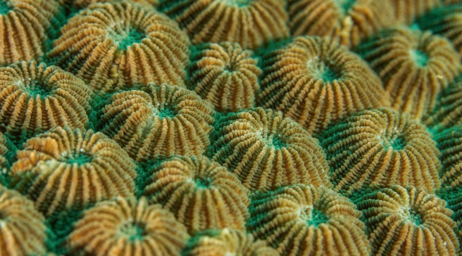 Pitter Patterns